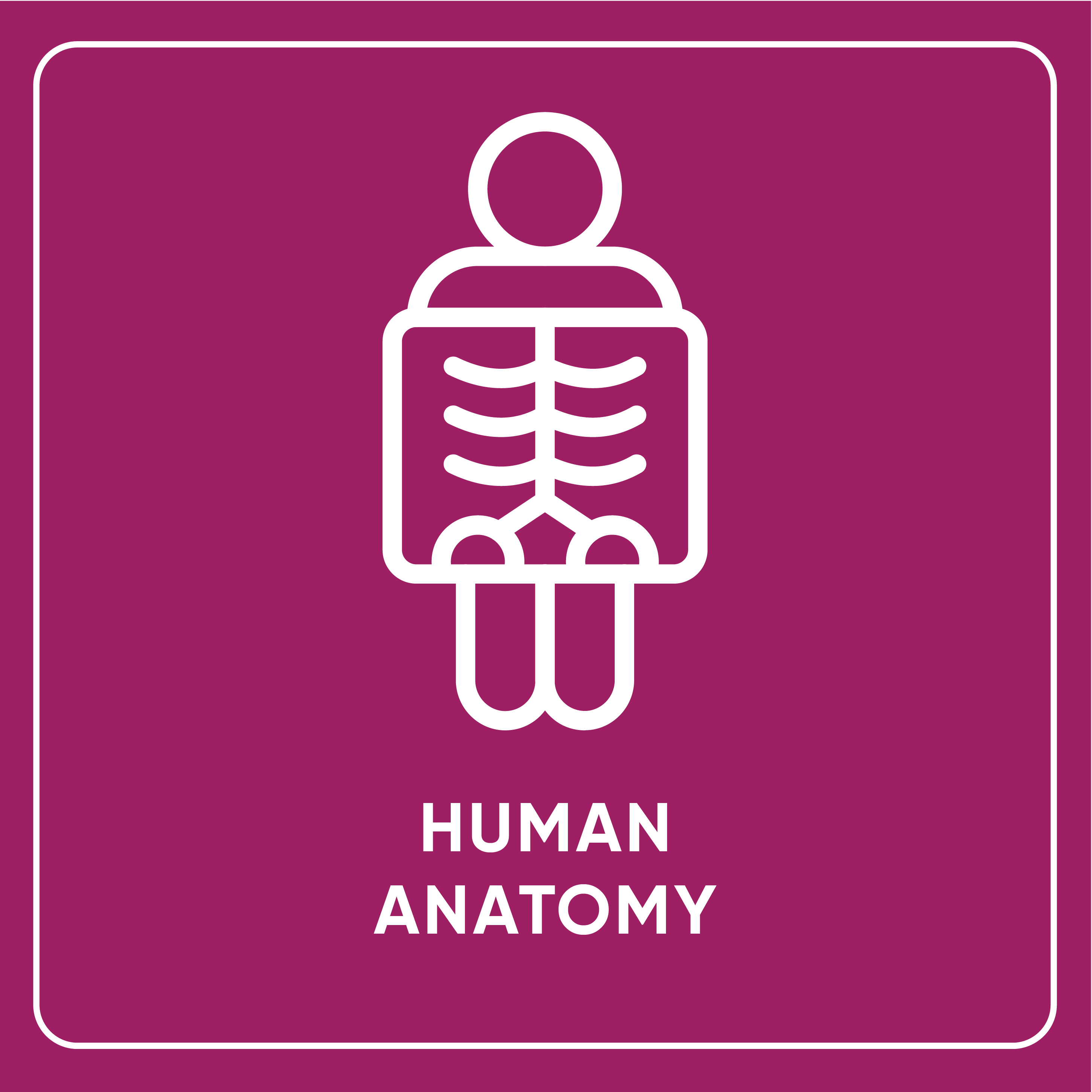 Human Anatomy