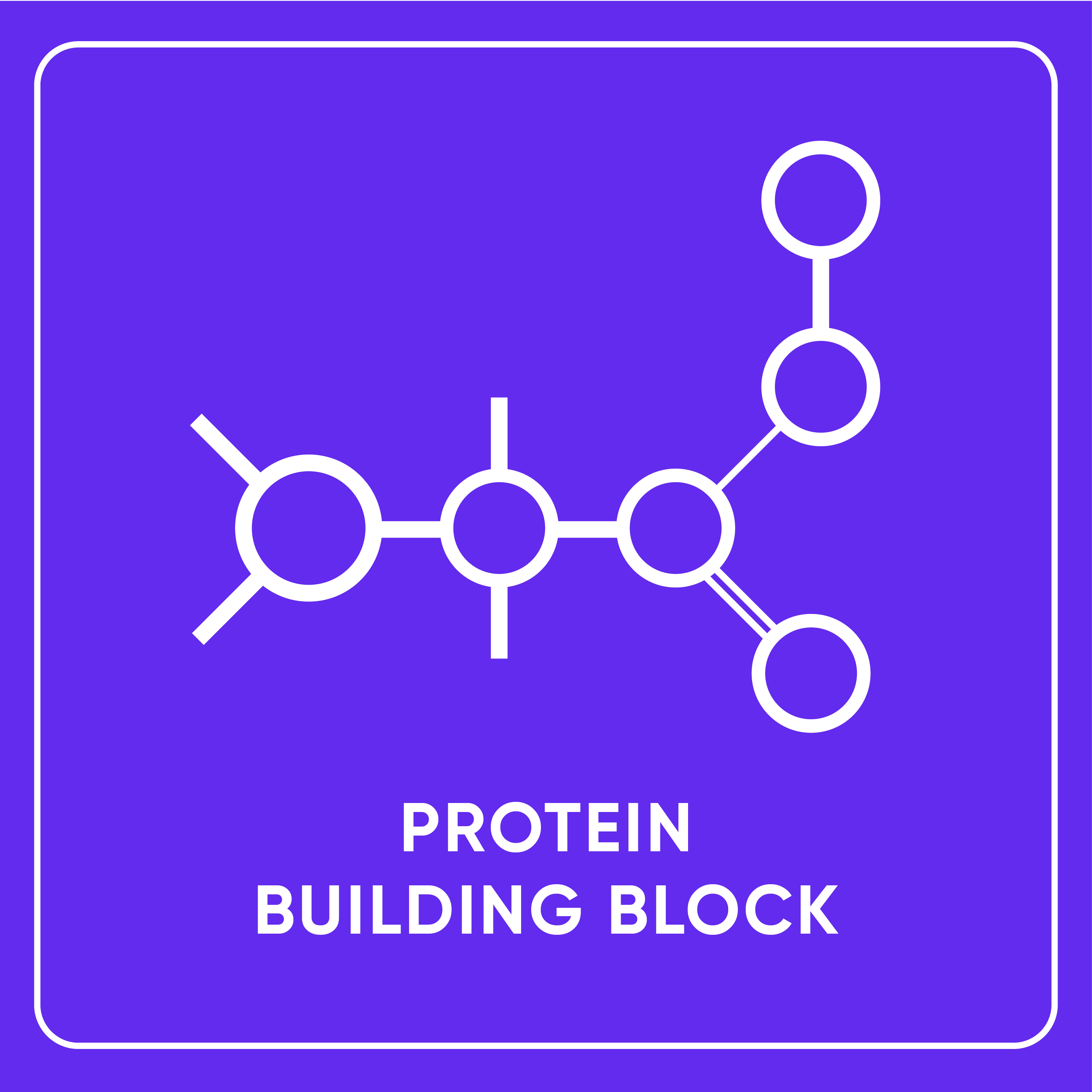 Protein Bulding Blocks