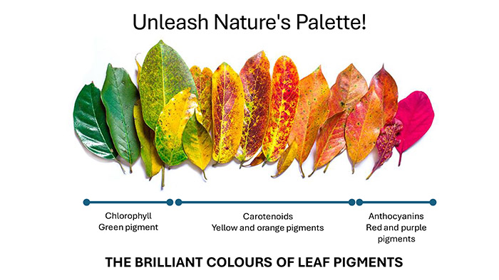 Unleash Nature’s Palette! - Chromatography
