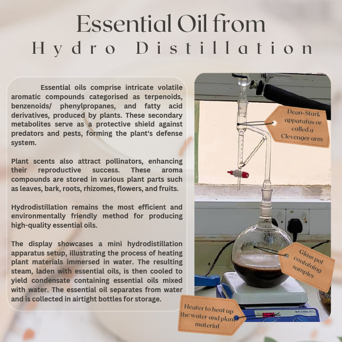Essential Oil Extraction by Distillation Technique