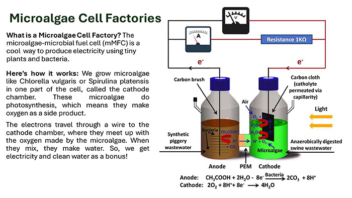 Microalgae Cell Factories