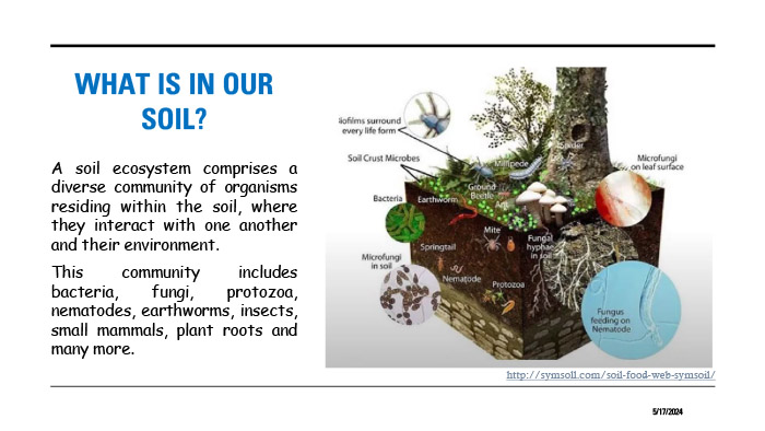 Microorganisms in Soil
