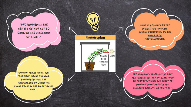 Plant Phototropism