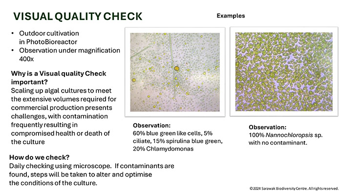 Microalgae Visual Quality Check