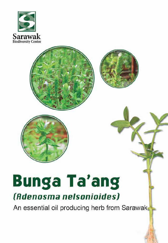 Bunga Taang - Adenosma nelsonioides - The essential oil producing herbs in Sarawak