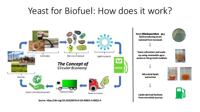 Yeast for Biofuel